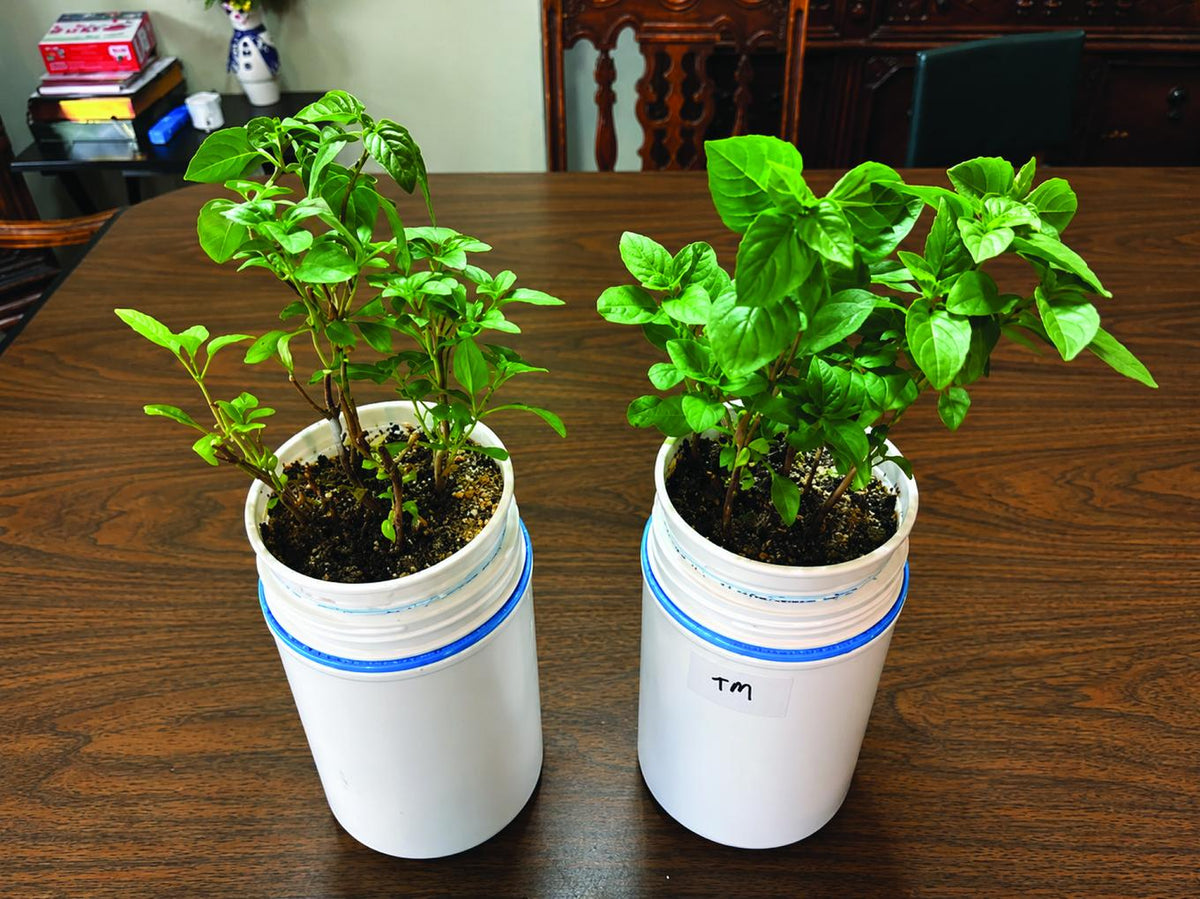 The two basil plants eighteen days later, the treated one noticeably larger and denser