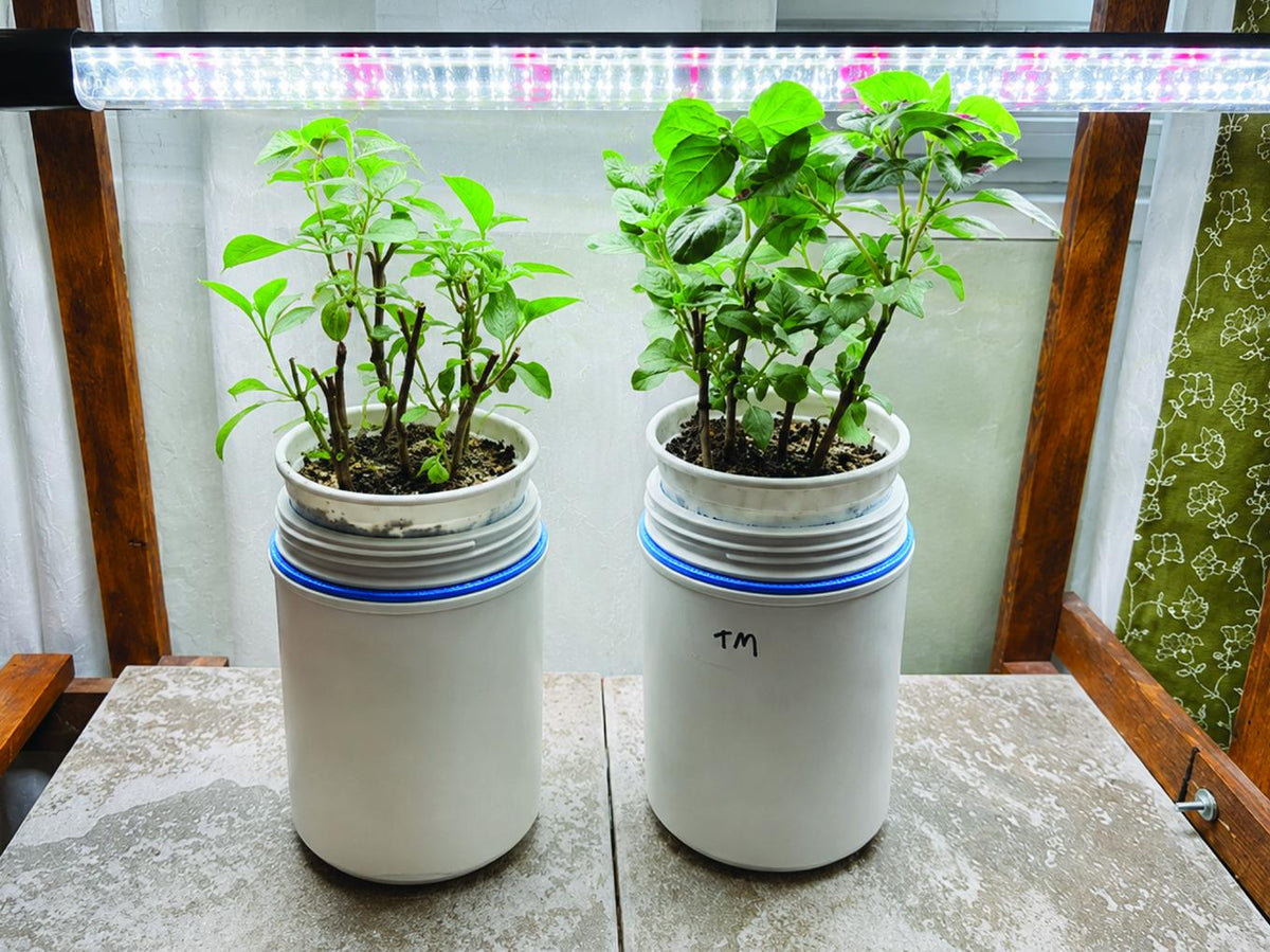 A second view of the same two basil plants after eighteen days