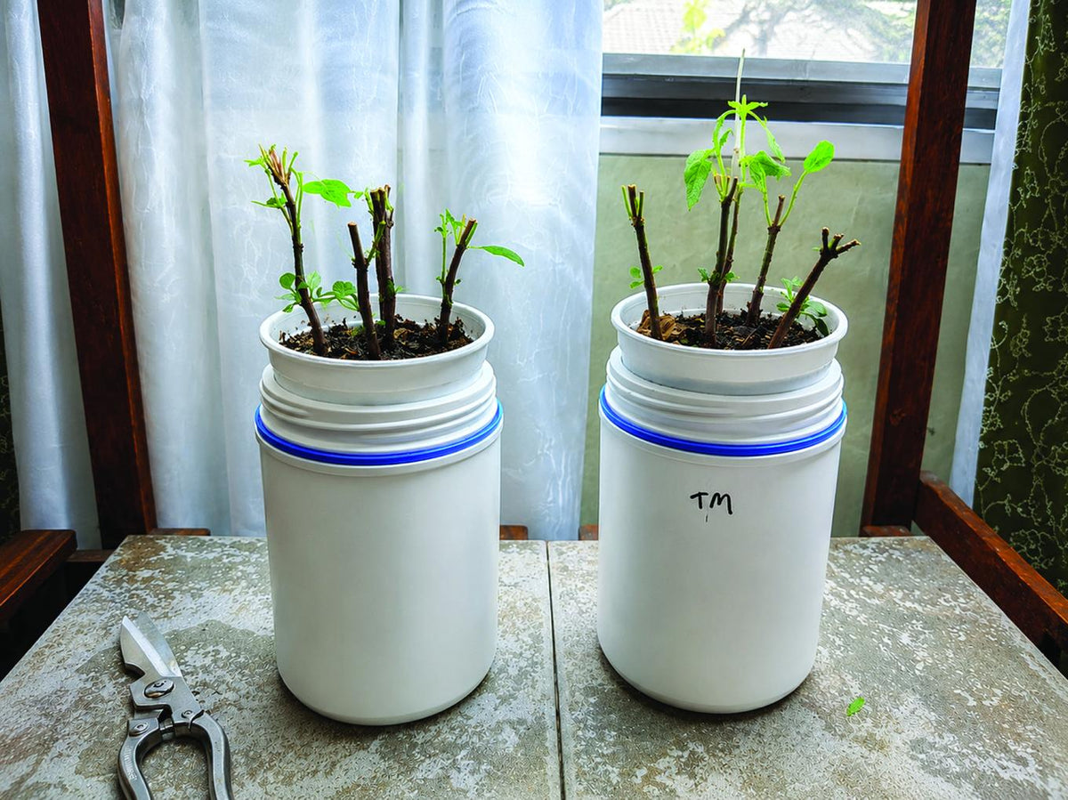 Two basil plants side by side at the start of the observation, similar in size
