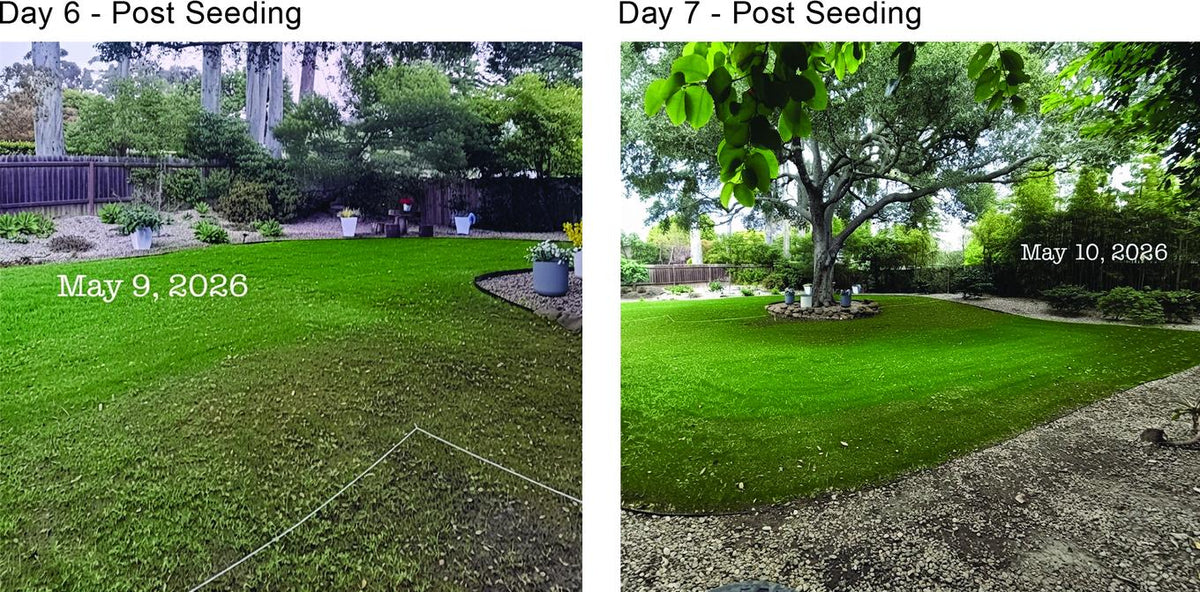 The seeded area beginning to green over