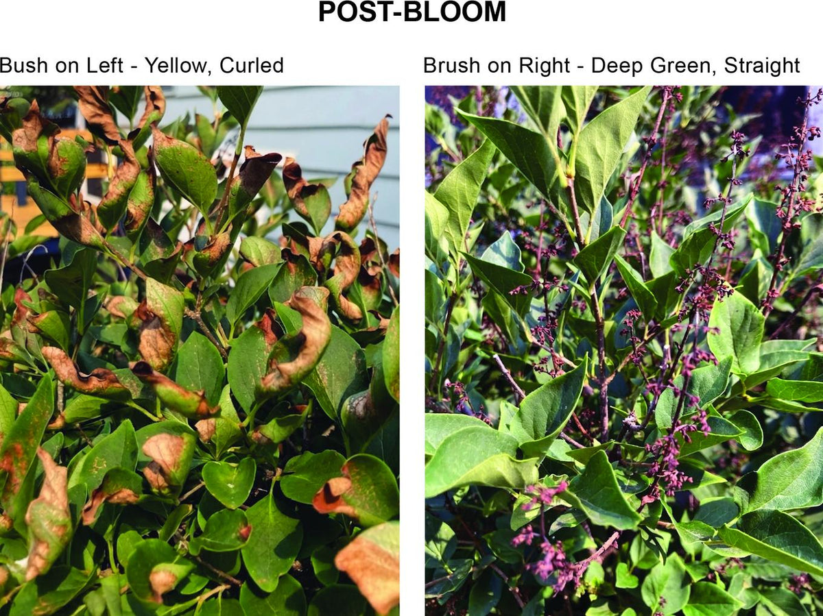 Close comparison of leaves from the two lilac bushes: yellowed, curled tips on one, deep green straight leaves on the other