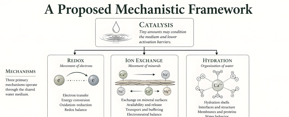 A mechanistic framework: catalysis conditions the medium, supporting redox, ion exchange and hydration