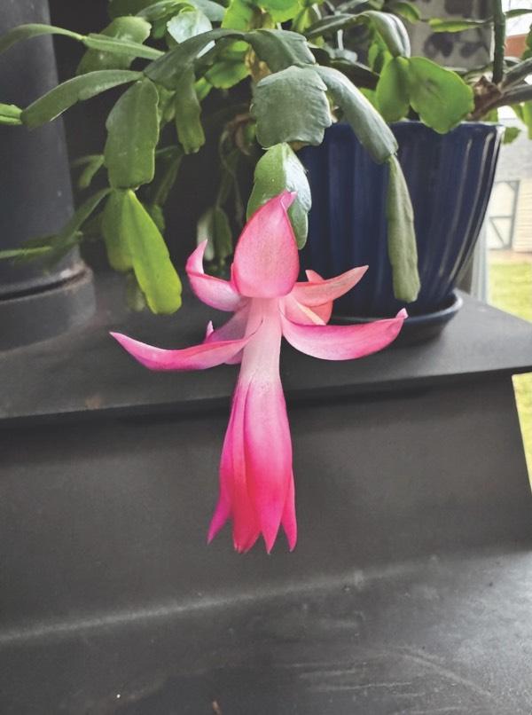 An old Christmas cactus in a pot, not in flower