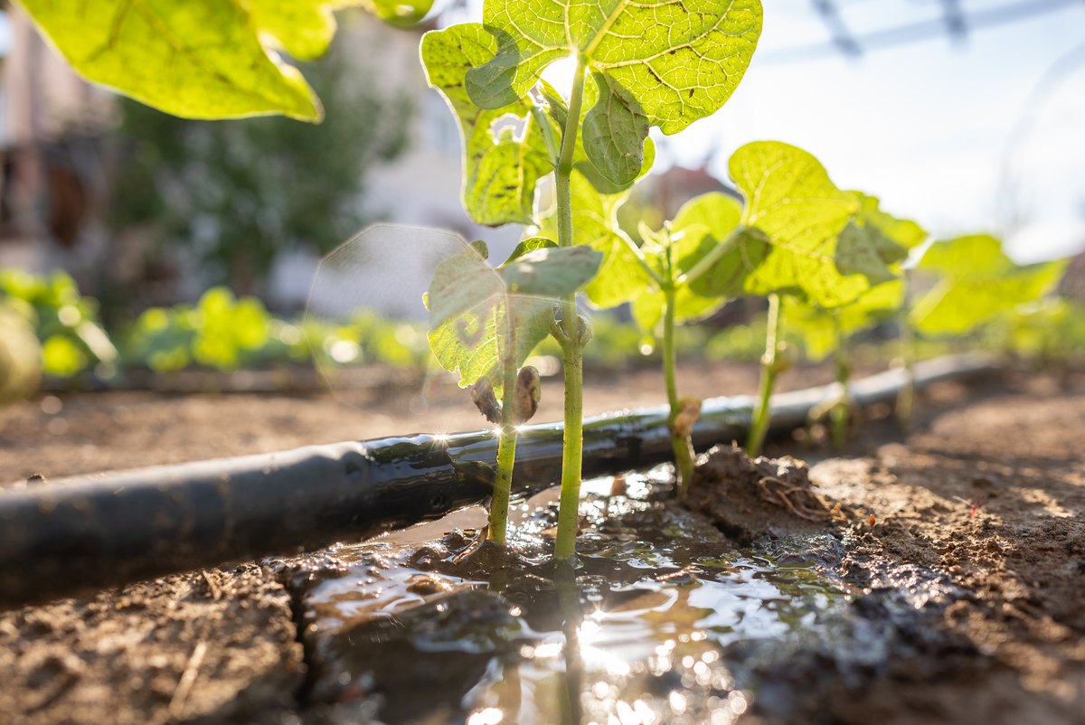 Water running from a drip line into a shallow furrow of dark wet soil, pooling around the stems of young bean seedlings, backlit by low sun.