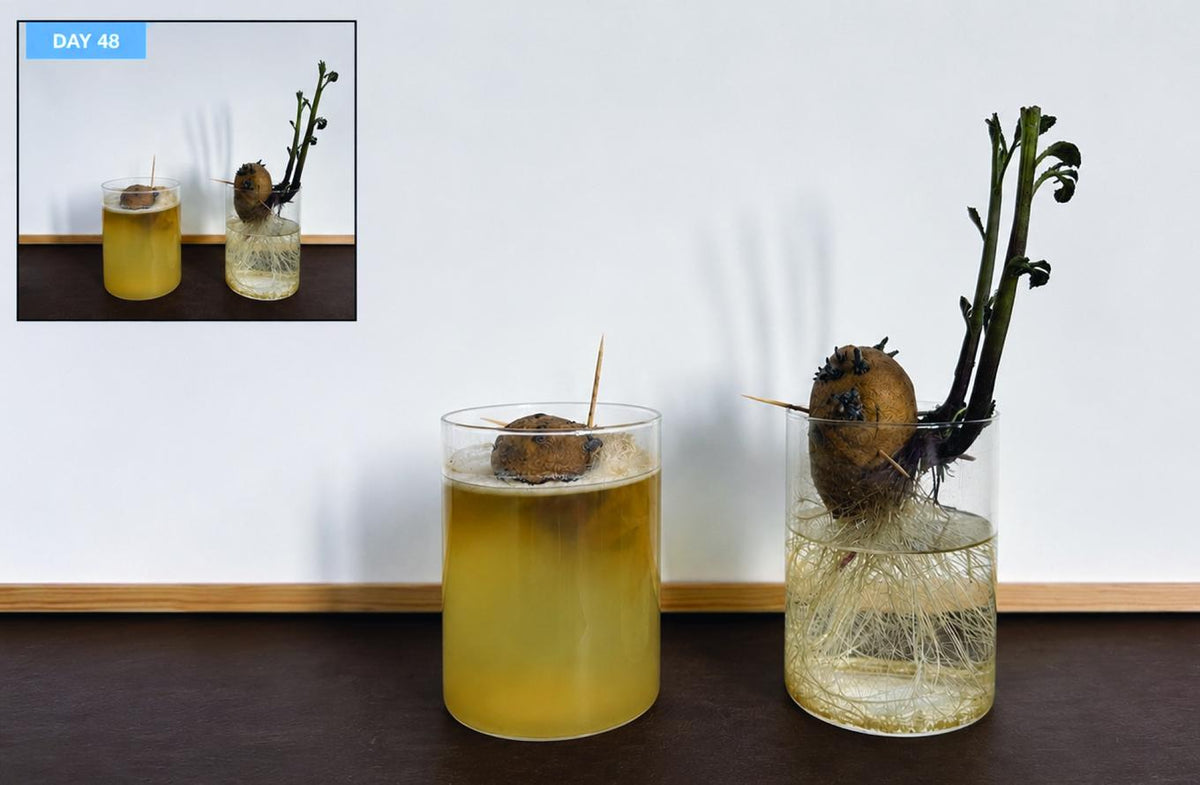 Two glasses side by side, each holding a potato. The left glass is cloudy with a decaying potato; the right is clear with a dense white root mesh and a green shoot
