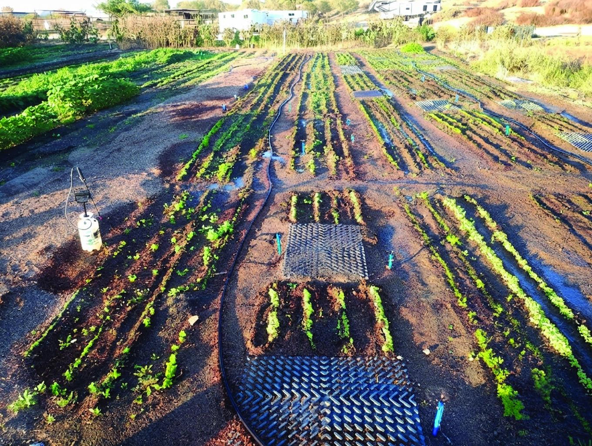 The same ground later in the season, dense with green crops
