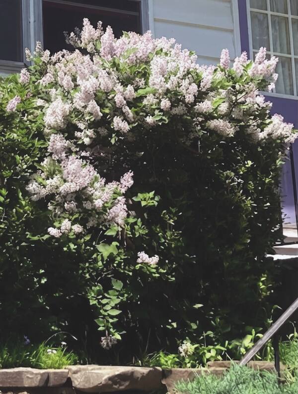 A lilac bush in spectacular full bloom, dense clusters of pale purple flowers covering every branch