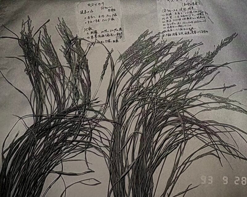 Treated and untreated Koshihikari rice side by side, Wakayama Prefecture, September 1993