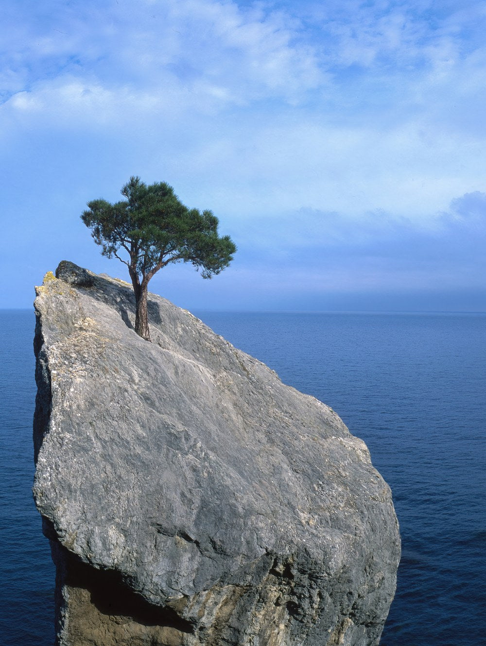 A lone pine growing out of bare rock at the edge of a sea cliff, no soil beneath it.
