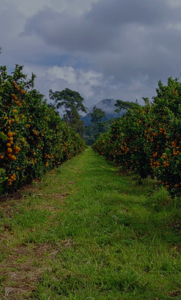 Primora Bio — natural mineral water for plants and soil