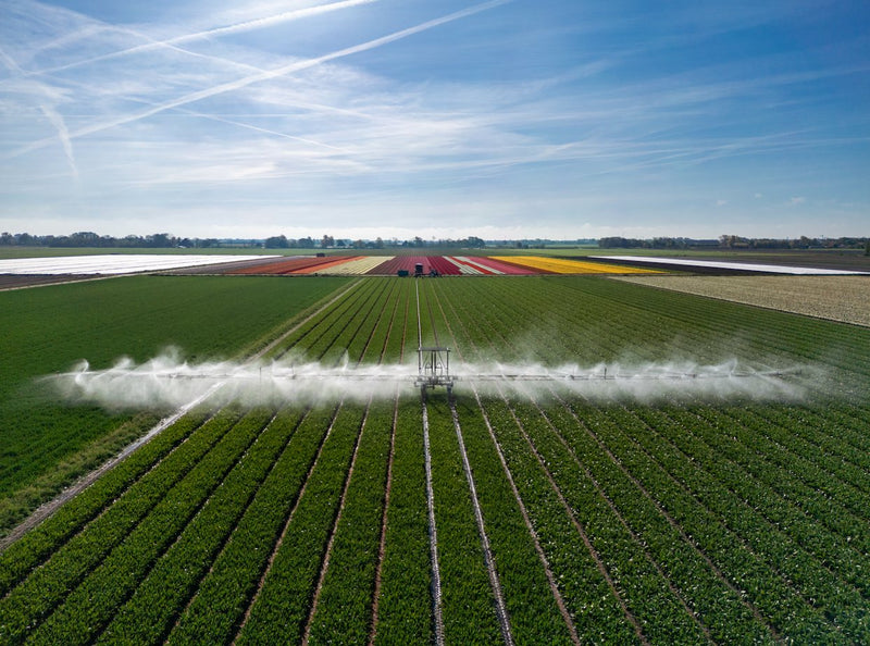 A boom irrigator spraying across rows of a field crop, tulip fields beyond.