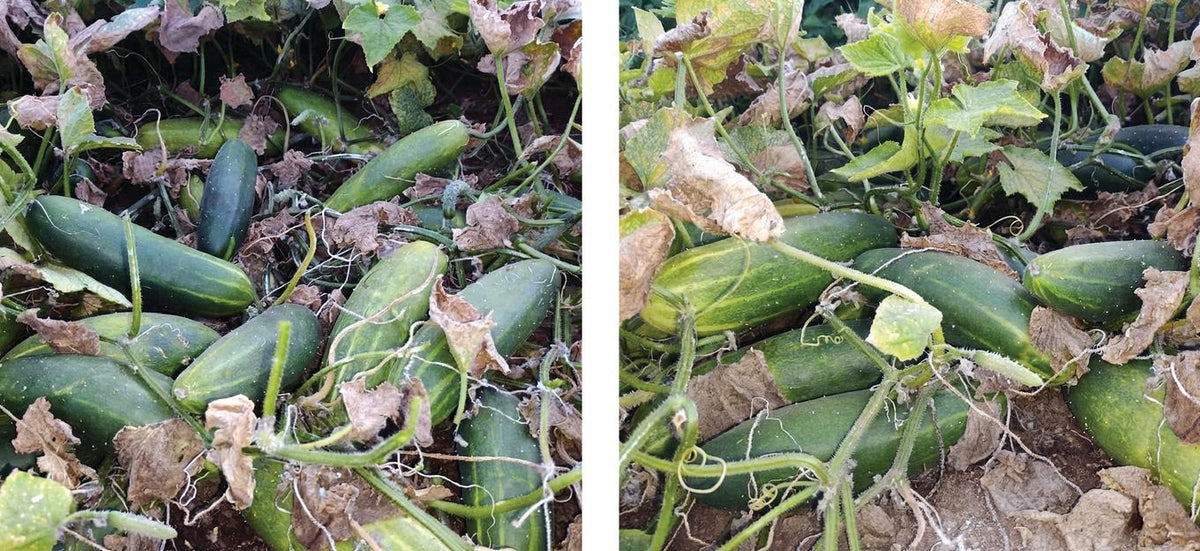 Harvested cucumbers, several pale and spotted