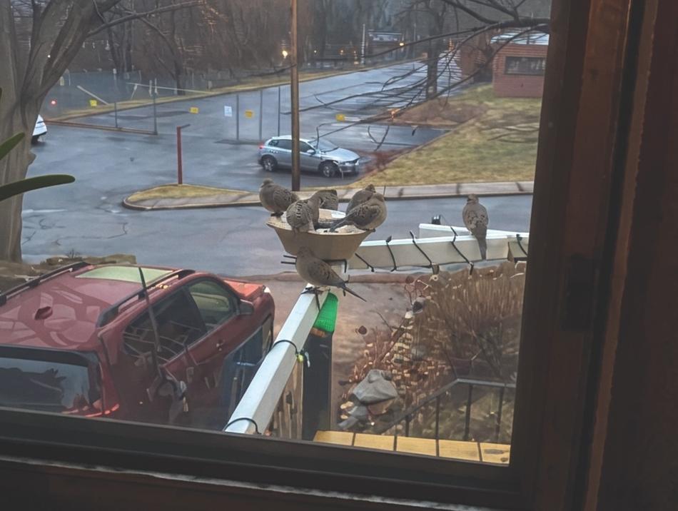 Seven doves crowded around a water bowl on a porch railing in winter