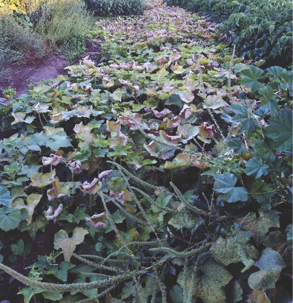 Cucumber plants with yellowed, curled leaves next to healthy green tomato plants