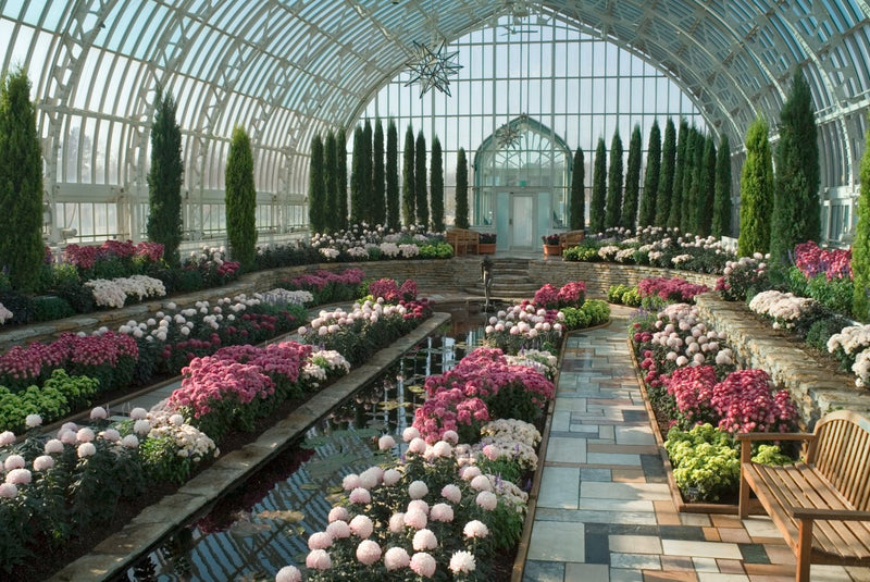 The interior of a glasshouse, beds of chrysanthemums either side of a reflecting pool.