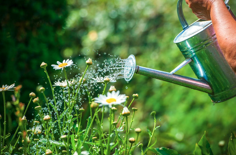 A watering can pouring over daisies in a home garden.