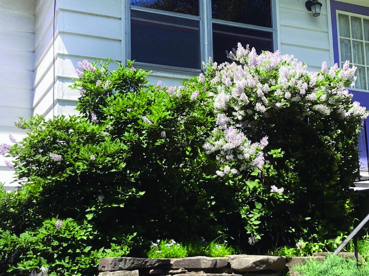 Two adjacent lilac bushes: the right one in heavy bloom, the left one sparse