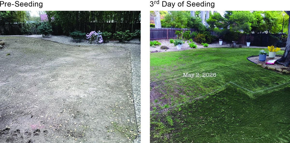 A bare, grassless yard in March