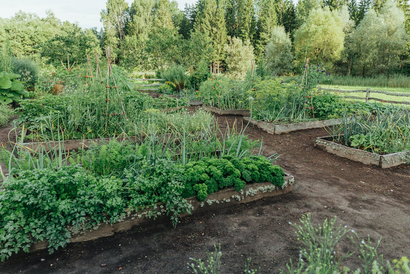 Raised timber beds of parsley, leeks and carrots on a smallholding, woodland behind.